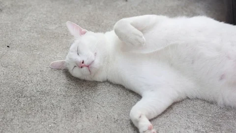Cat sleeping on ground pond5 스톡 동영상 92291600