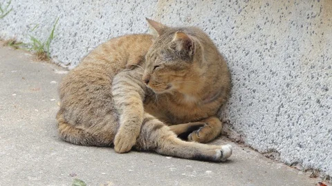 Cat sleeping on grounds. Stock-Footage 102347388