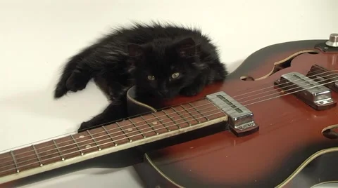 Cat sleeping on guitar Stock Footage 978727