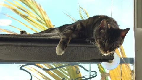 Cat sleeping in a hammock Stock Footage 173874147