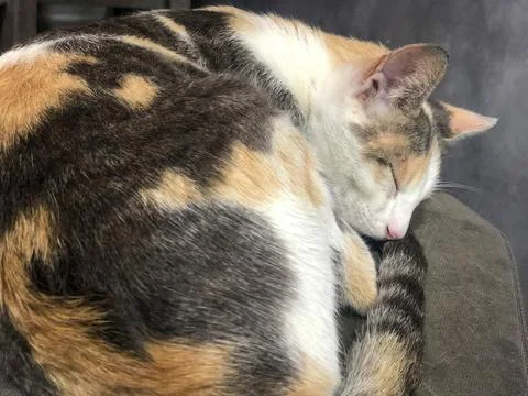 Cat sleeping on her couch Stock Photos