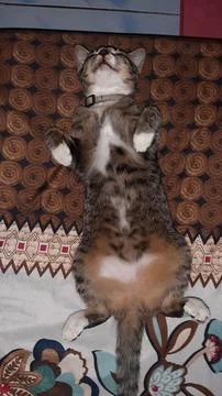 Cat sleeping on his back Фото