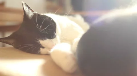 Cat sleeping at home in the backlight Video stock 52511480
