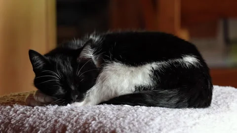 Cat sleeping at home Video stock 197363588