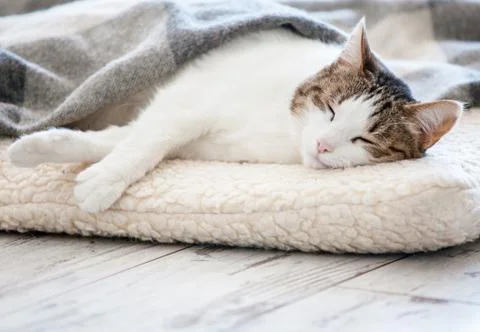 Cat sleeping at home Stock Photos