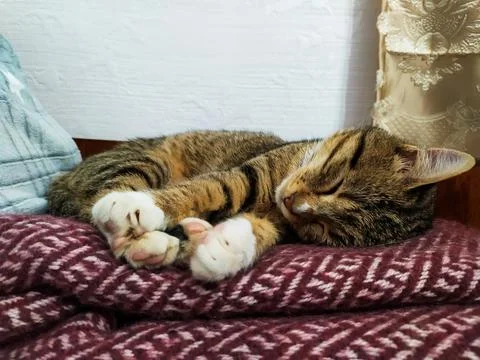 Cat sleeping at home Stock Photos
