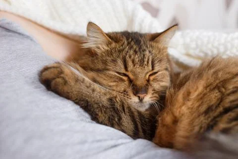 Cat sleeping in a human arm Stock Photos