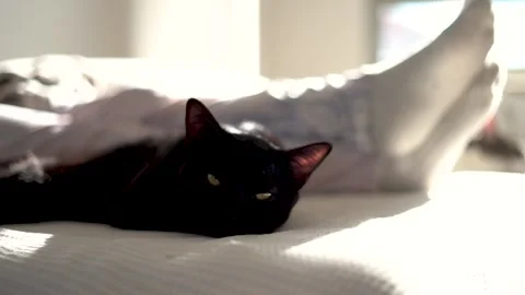 Cat sleeping indoor at home sitting in the couch Stock-Footage 261810982