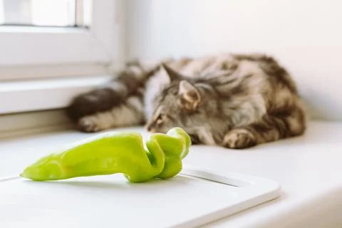 Cat sleeping on kitchen table Stock Photos