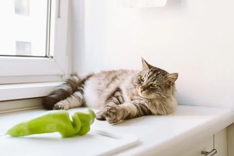 Cat sleeping on kitchen table Stock Photos