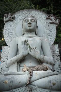 Cat sleeping on the lap buddha statues. Stock Photos