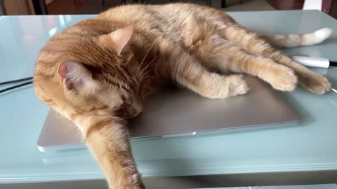 Cat sleeping on laptop computer at home office desk Stock Footage 165423837
