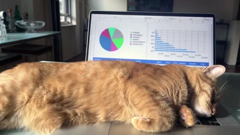 Cat sleeping on laptop computer - working from home with distracting pet Stock Footage 166532384