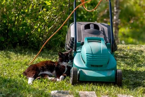 Cat sleeping at the lawnmower. Stock Photos