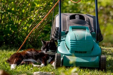 Cat sleeping at the lawnmower. Stock Photos