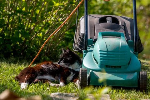 Cat sleeping at the lawnmower. Stock Photos