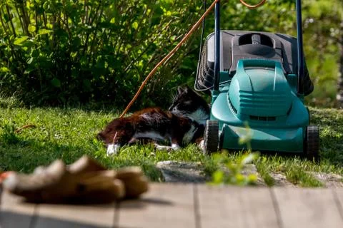 Cat sleeping at the lawnmower. Stock Photos