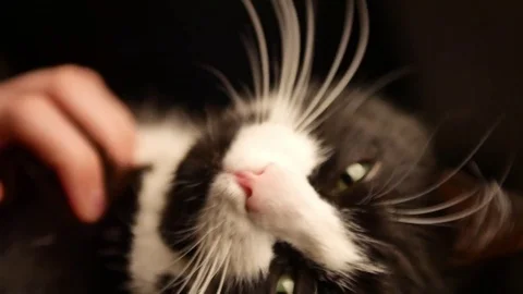 Cat sleeping on legs while female owner caressing on he's belly. Person Video stock 72515295