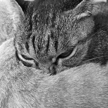 Cat sleeping looks at the camera. Fotos Stock