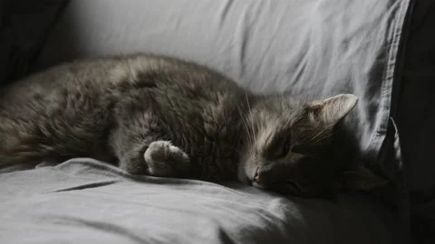 Cat sleeping lying on a couch Stock Footage 168731298