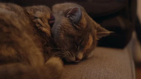 Cat Sleeping Medium Shot Video stock 140699927