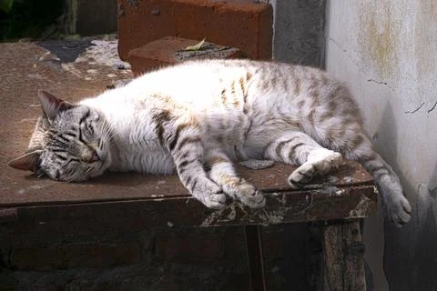 Cat sleeping on a metal table Stock Photos