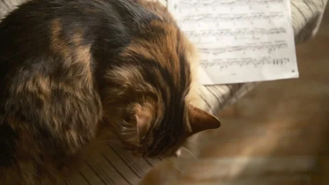 Cat sleeping with music notes, studying at home Stock Footage 312250659