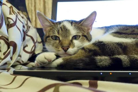 Cat sleeping on notebook Stock Photos