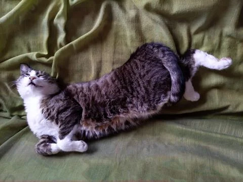Cat sleeping in odd position Stock Photos