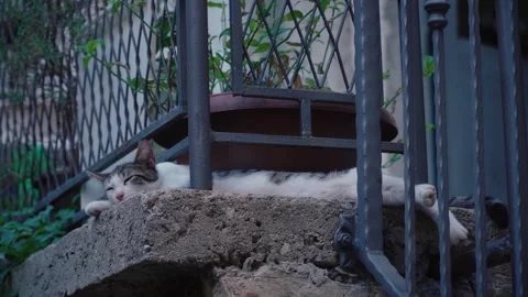 The cat is sleeping on the old stairs Stock Footage 300795258