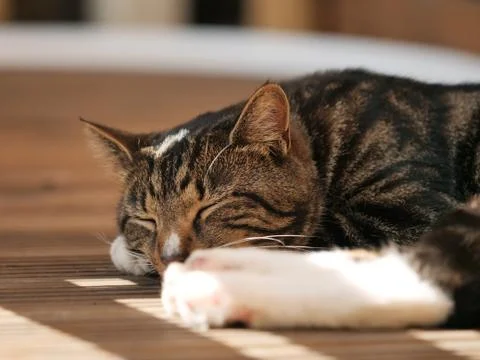 Cat Sleeping Outside On Decking In Shade From Sunlight Stock Photos