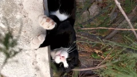 The cat is sleeping outside. Vertical 4K video. Stock-Footage 237586594