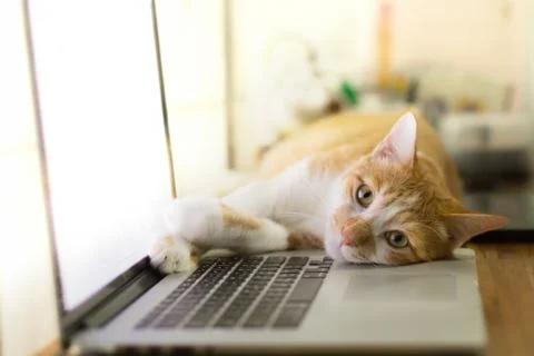 Cat sleeping over a laptop on wooden desk Stock Photos