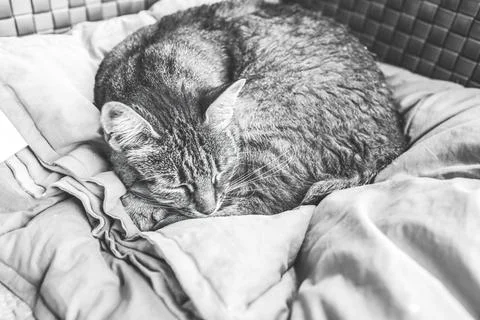 Cat sleeping on the patio sofa.High quality photo. Foto stock