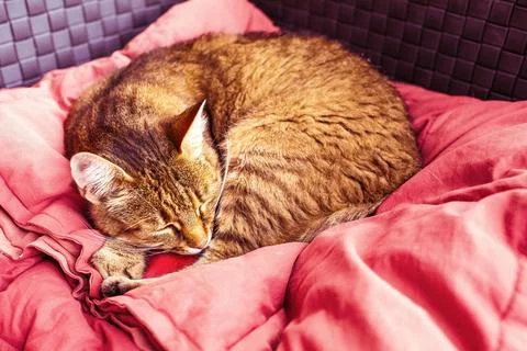 Cat sleeping on the patio sofa.High quality photo. Stock Photos