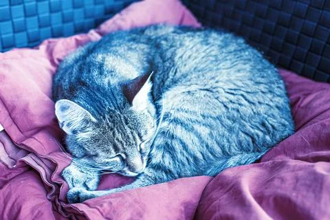 Cat sleeping on the patio sofa.High quality photo. Stock Photos