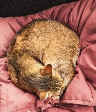 Cat sleeping on the patio sofa.High quality photo. Stock Photos