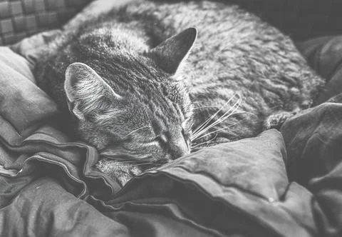 Cat sleeping on the patio sofa.High quality photo. Stock Photos