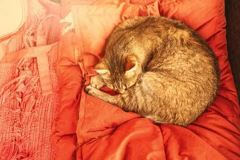 Cat sleeping on the patio sofa.High quality photo. Stock Photos