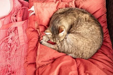 Cat sleeping on the patio sofa.High quality photo. Stock Photos