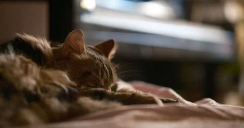 Cat sleeping peacefully in home interior, piano softly blurred background Video stock 327987312