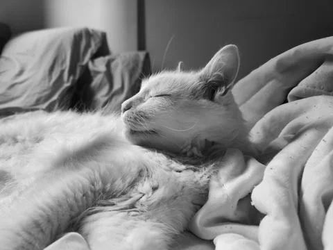 Cat Sleeping Peacefully Stock Photos