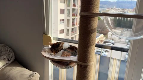 Cat sleeping peacefully in transparent acrylic bowl attached to scratching post Stock Footage 305508532