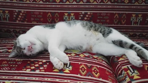 Cat sleeping peacefully on vibrant patterned fabric in a cozy setting Video stock 302039913