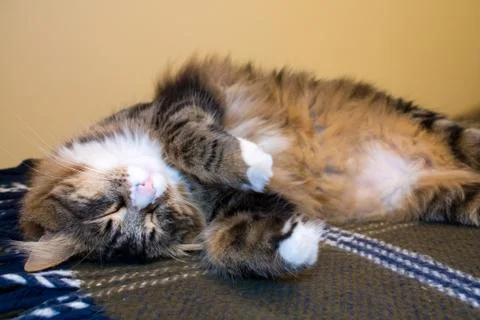 Cat sleeping Stockfoto's