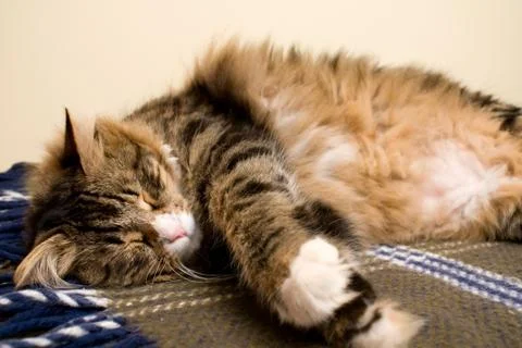 Cat sleeping Stock Photos