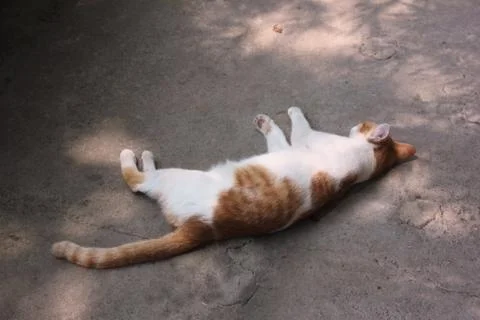 Cat is sleeping Stock Photos