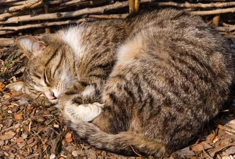 Cat sleeping Stock Photos