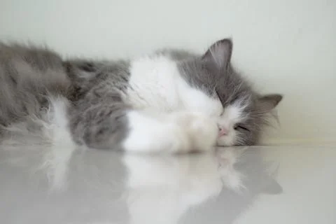 Cat Sleeping 写真素材