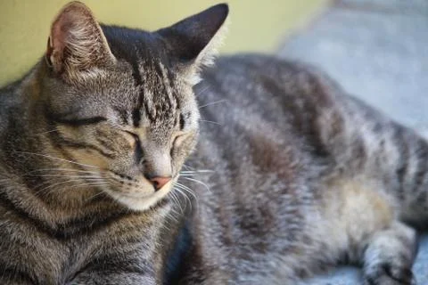 Cat sleeping Stock Photos